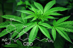 Does CBD Oil Really Do Anything?